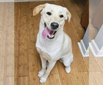 Small #1 Labrador Retriever Mix