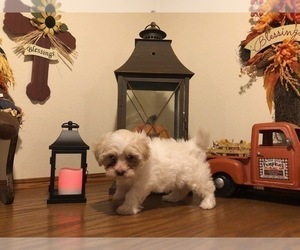 Maltipoo Puppy for sale in RUDY, AR, USA