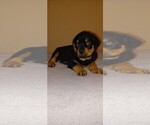 Small #1 Rottweiler