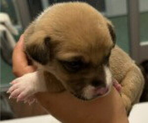 Mutt Dogs for adoption in Houston, TX, USA