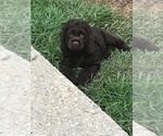 Small Photo #1 Cocker Spaniel Puppy For Sale in TUSCALOOSA, AL, USA