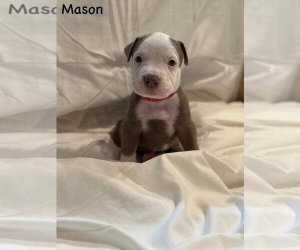 Medium Photo #1 American Pit Bull Terrier-Unknown Mix Puppy For Sale in Spring Lake, NJ, USA
