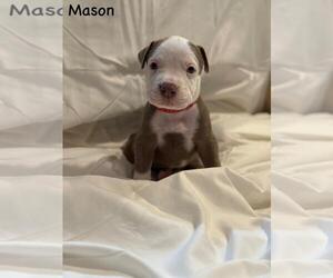 Medium American Pit Bull Terrier Mix