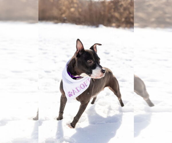 Medium Photo #5 Mutt Puppy For Sale in Crete, IL, USA