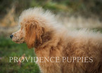 Small Photo #60 Poodle (Miniature) Puppy For Sale in COPPOCK, IA, USA