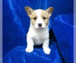 Small Photo #3 Pembroke Welsh Corgi Puppy For Sale in NORWOOD, MO, USA