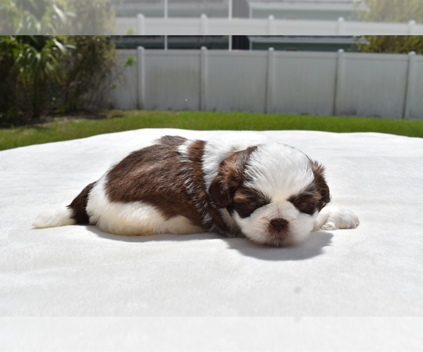 Medium Photo #3 Shih Tzu Puppy For Sale in PALM COAST, FL, USA