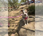 Small #4 Mutt