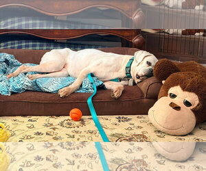 Alfa - Female Boxer Dog for Adoption - Photo #12