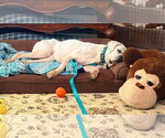 Small Photo #12 Boxer Puppy For Sale in Burnsville, MN, USA