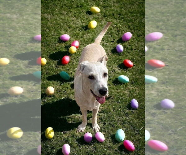 Medium Photo #3 Labrador Retriever-Unknown Mix Puppy For Sale in FRAMINGHAM, MA, USA