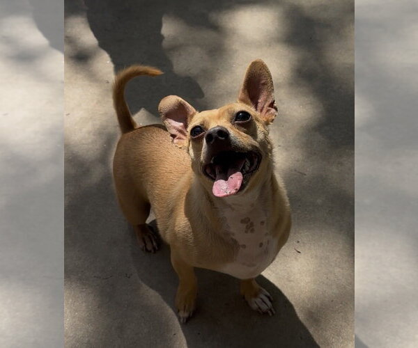 Medium Photo #4 Chihuahua Puppy For Sale in Dana Point, CA, USA