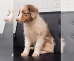 Small Photo #3 Australian Shepherd Puppy For Sale in CINCINNATI, OH, USA