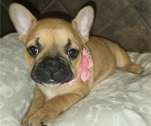 Medium French Bulldog