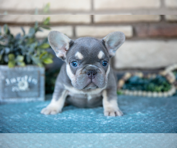 Medium Photo #6 French Bulldog Puppy For Sale in SUGARCREEK, OH, USA