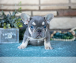 Small Photo #6 French Bulldog Puppy For Sale in SUGARCREEK, OH, USA