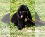Small Photo #8 Newfoundland Puppy For Sale in HENDERSONVILLE, NC, USA