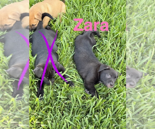 Medium Photo #1 American Pit Bull Terrier-German Shepherd Dog Mix Puppy For Sale in SUGAR LAND, TX, USA