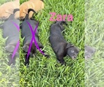 Small American Pit Bull Terrier-German Shepherd Dog Mix