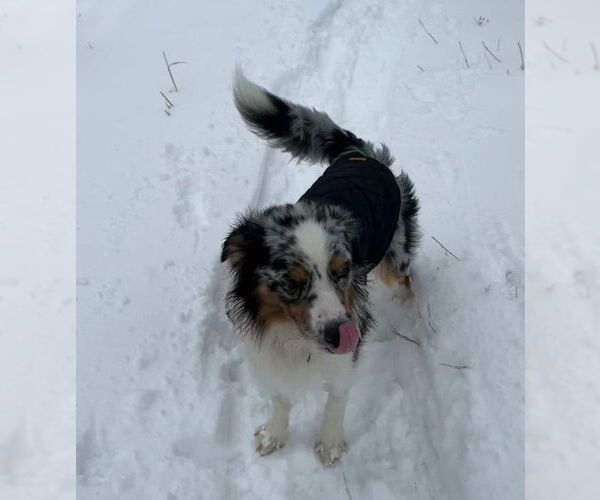 Medium Photo #4 Australian Shepherd Puppy For Sale in San Diego, CA, USA