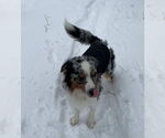Small #3 Australian Shepherd