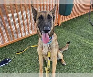 Mutt Dogs for adoption in Las Vegas, NV, USA