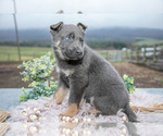 Small Photo #3 German Shepherd Dog Puppy For Sale in REBERSBURG, PA, USA