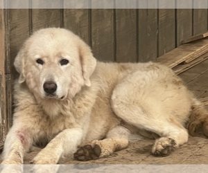 Father of the Maremma Sheepdog puppies born on 07/03/2022