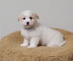 Puppy Denali Coton de Tulear-Poochon Mix