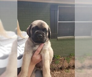 Mastiff Puppy for sale in WICHITA FALLS, TX, USA
