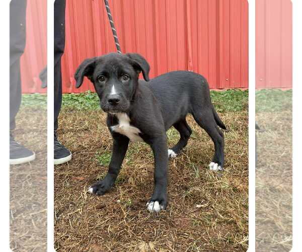 Medium Photo #3 Mutt Puppy For Sale in Royal Palm Beach, FL, USA