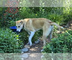Small #3 Labrador Retriever Mix