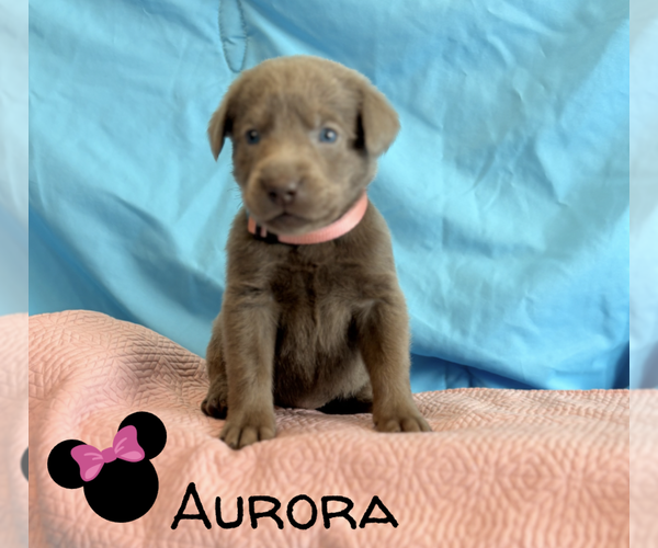 Medium Photo #2 Labrador Retriever Puppy For Sale in VONA, CO, USA