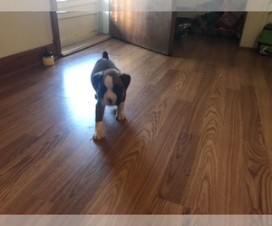 Boxer Puppy for sale in HUNTINGTON, WV, USA
