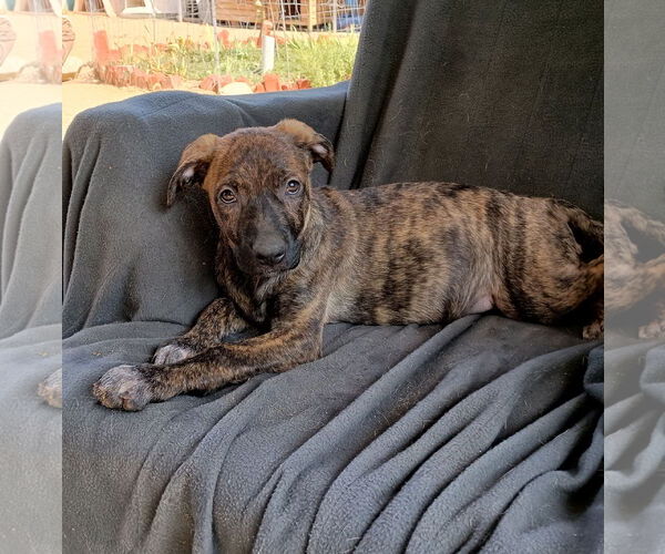Medium Photo #4 Mutt Puppy For Sale in Apple Valley, CA, USA