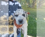 Small Photo #22 Daniff-Neapolitan Mastiff Mix Puppy For Sale in MONTEVIEW, ID, USA