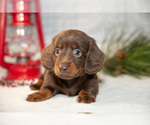 Small #1 Dachshund