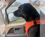 Small #10 Labrador Retriever Mix