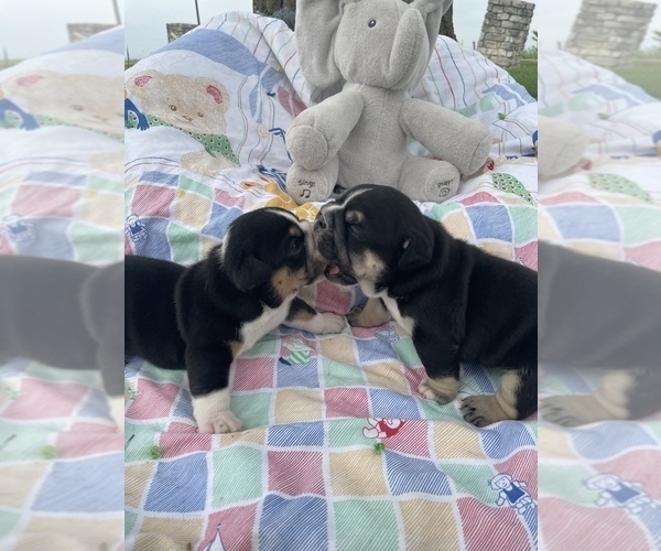 Medium Photo #2 Bulldog Puppy For Sale in CALDWELL, TX, USA