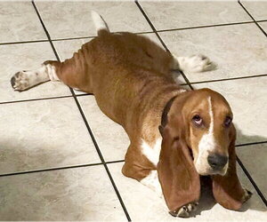 HEATHER - ADOPTION PENDING! - Female Basset Hound Dog for Adoption - Photo #4