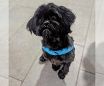 Small Photo #2 Shih Tzu Puppy For Sale in Vail, AZ, USA