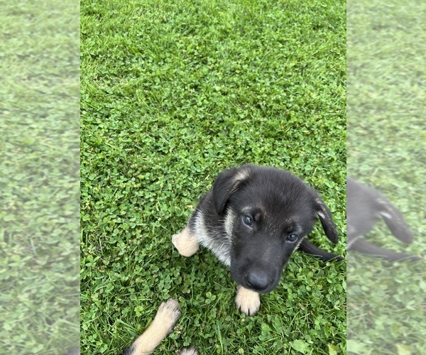 View Ad Photo 6 of Listing German Shepherd Dog