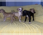 Small Photo #1 American Pit Bull Terrier Puppy For Sale in DETROIT, MI, USA