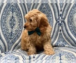 Small Photo #2 Cockapoo Puppy For Sale in LAKELAND, FL, USA