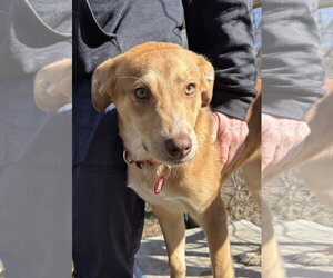 Collie-Unknown Mix Dogs for adoption in Wakefield, RI, USA