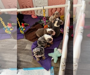 English Bulldog Litter for sale in NEW LEBANON, OH, USA