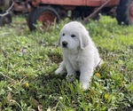 Small #1 Great Pyrenees