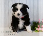 Small #4 Miniature Australian Shepherd
