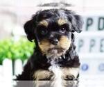 Small Photo #6 Maltipoo-Unknown Mix Puppy For Sale in FULLERTON, CA, USA