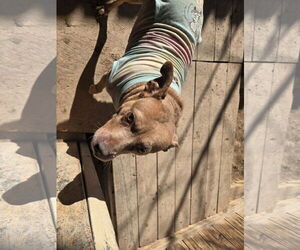 Basenji-Unknown Mix Dogs for adoption in Jackson, MS, USA